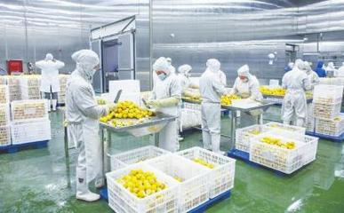 四川德順源食品股份 凍干食品出口繁忙，工人加緊生產(chǎn)迎海外市場(chǎng)